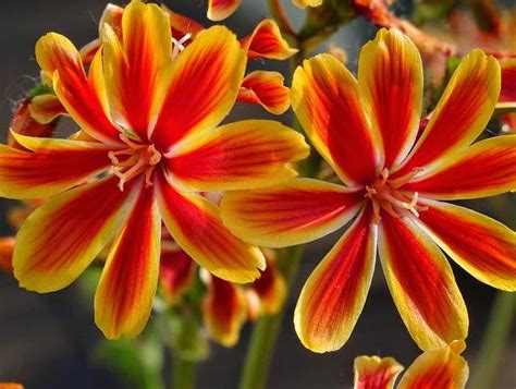 Flower Homes: Lewisia Flowers