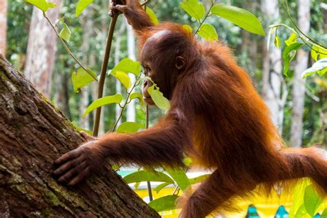 A Visit to the Orangutans of Tanjung Puting, Borneo