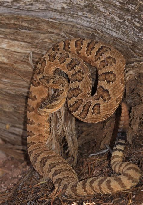 Great Basin Rattlesnake (Crotalus oreganus lutosus) | Flickr