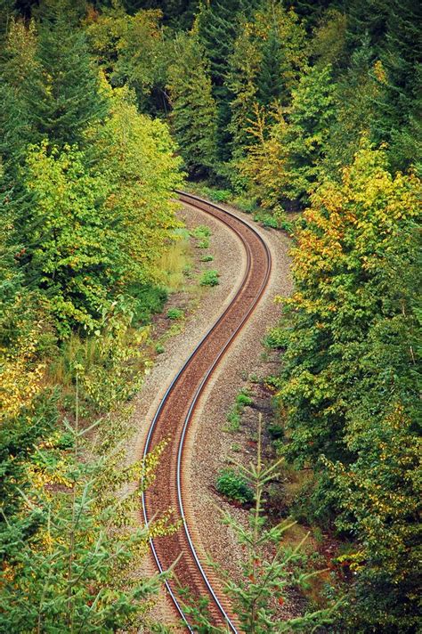 Forest railroad | Train layouts, Model train scenery, Model trains