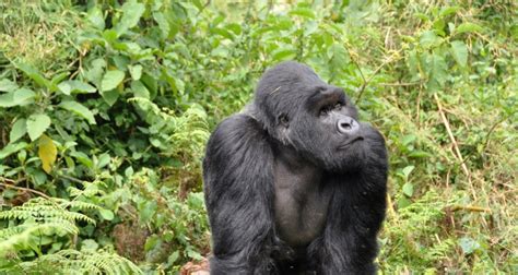 Uganda Rwanda Congo Safari, Uganda Rwanda Congo Tour, Gorillas Wildlife ...