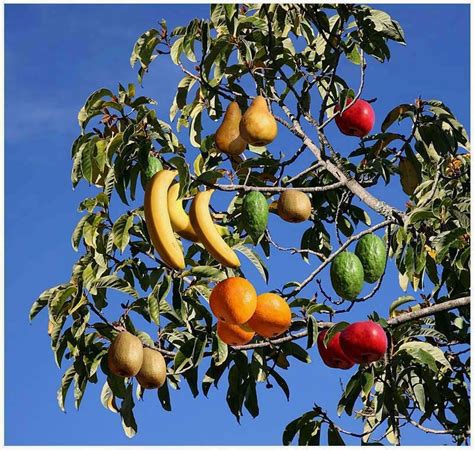 Food: Fruit Cocktail Tree (I want one...) | Arbre fruitier, Jardinage ...