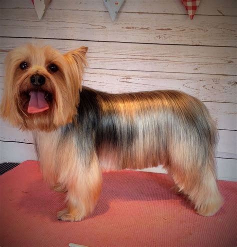 Longer pet styling for Yorkie - parting is kept and length trimmed to just under tummy. # ...