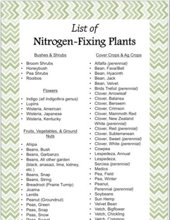 List of Nitrogen-Fixing Plants | Homestead & Gardens | Nitrogen fixing plants, Permaculture ...