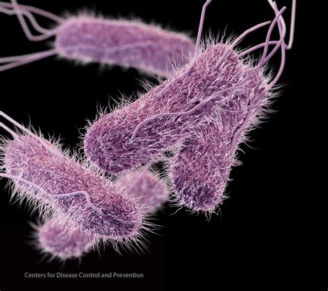 Newsroom Image Library - Disease Agents | CDC Online Newsroom | CDC