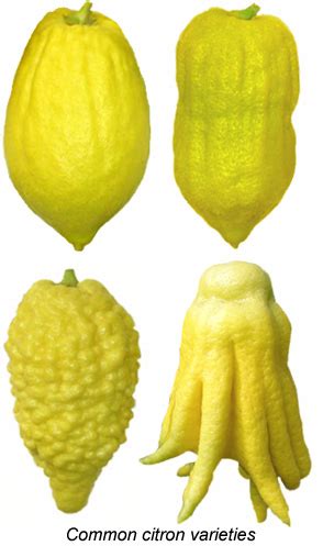 Citron in Sicily - Best of Sicily Magazine - Etrog