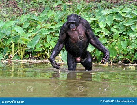 Bonobo Standing In Water Looks For The Fruit Which Fell In Water. Bonobo Pan Paniscus ...