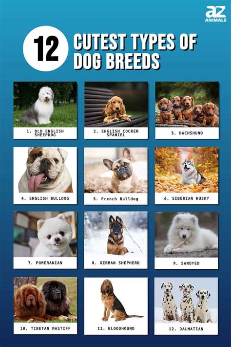 12 Cutest Types Of Dog Breeds A-Z Animals, 42% OFF