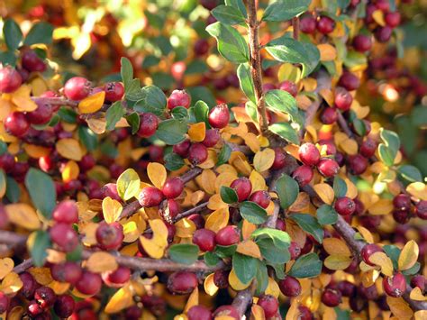 Cranberry Cotoneaster