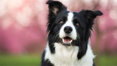 How to Groom a Collie