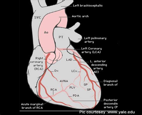 right coronary artery | Dr.S.Venkatesan MD