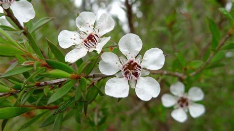 Propiedades y beneficios del aceite esencial del Árbol de Té