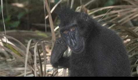 Laporan IUCN 2021, Indonesia Punya 189 Fauna Kritis Terancam Punah, 26 Spesies Adalah Mamalia