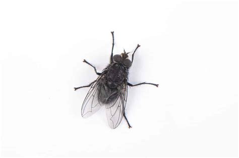 Where Do Flies Go in the Winter? - A-Z Animals