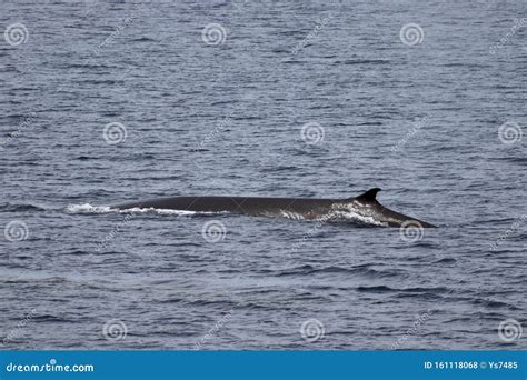 Minke Whale Balaenoptera Acutorostrata in the Ocean. Whale in Natural ...