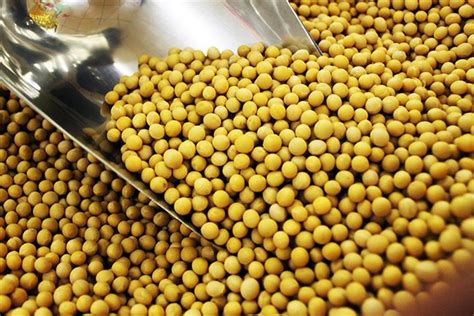 China Has Made Great Progress in GMO Soybean, Corn Projects, Ministry Official Says