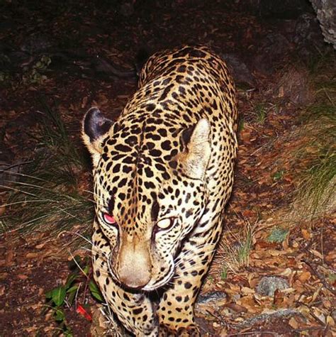 50,000 acres removed from jaguar critical habitat in Ariz.