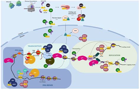 IJMS | Free Full-Text | The Histone Chaperone Network Is Highly ...