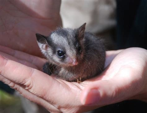 Pin by Kate Held on Australian Possum in 2020 | Endangered animals, Australian animals, Possum