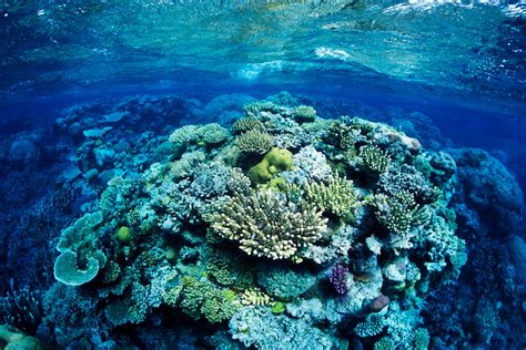 26 Australian species conserved, robots save coral reefs, missing Black ...