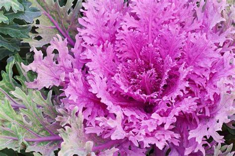 How to Grow Ornamental Flowering Kale | Gardener’s Path