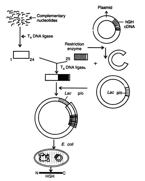 Human Growth Hormone Gene - Human Growth Hormone Receptor Gene Studied ...