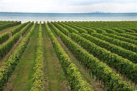 Konzelmann Estate Winery Tour And Tasting In Niagara-on-the-Lake: Triphobo