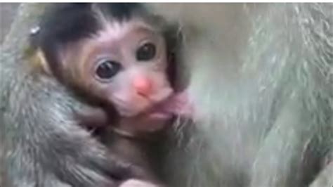 Baby monkey abuse cruelty video - YouTube