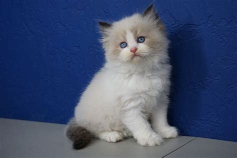 Ragdoll Cat Breeders Near Me - GESTUQZ