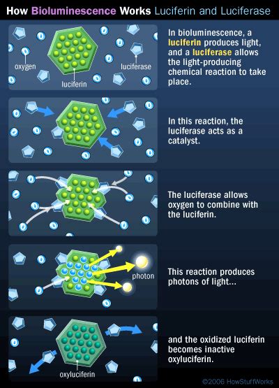 Pyrrophyta: The Fire Algae (Dinoflagellate) : Plantlet