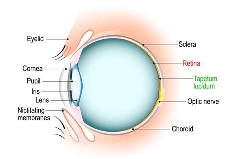 Cat Eye Anatomy Diagram