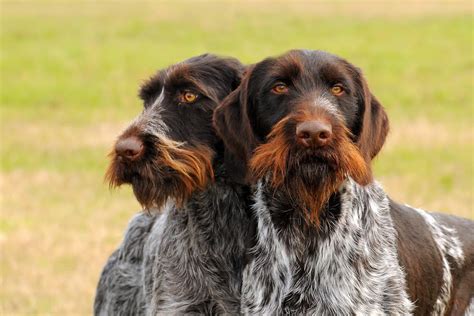 10 Dog Breeds With Beautiful Beards | Great Pet Care