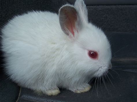 albino, bunny, cute, rabbit, red eyes - image #335875 on Favim.com