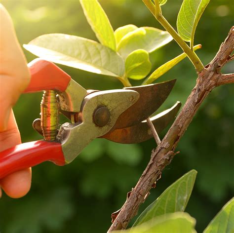 Proper Tree Pruning | Elite Tree Care