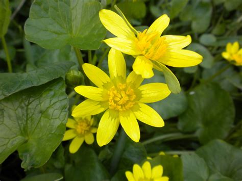 Lesser Celandine - Marion SWCD