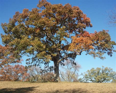 Types Of Hardwood Trees