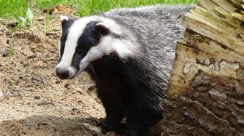 These 7 Cool Facts Show the Secret Lives of Badgers | PETA