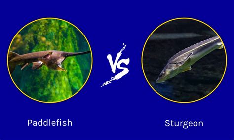 Paddlefish vs Sturgeon: What are their Differences? - A-Z Animals