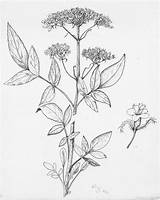 Botany Coloring Book Pages sketch template