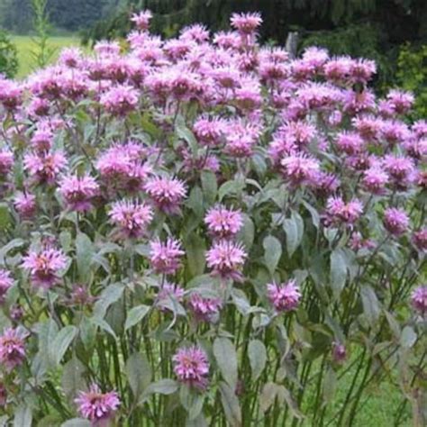 Lavender Mintleaf Bee Balm Flower Seeds/monarda Fistulosa/perennial 50 - Etsy