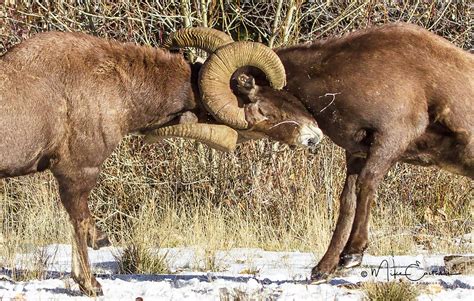 Bighorn Sheep Ram Fight Photograph by Mike Eastman - Fine Art America