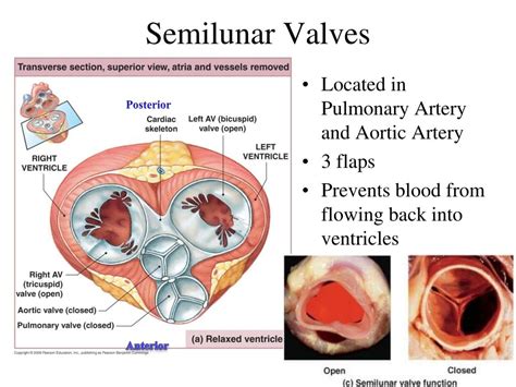 What Is The Function Of The Aortic Semilunar Valve Quora