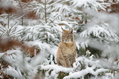 Mar de Coníferas: la fauna de la taiga