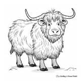 Yak Coloring Pages  Free & Printable sketch template