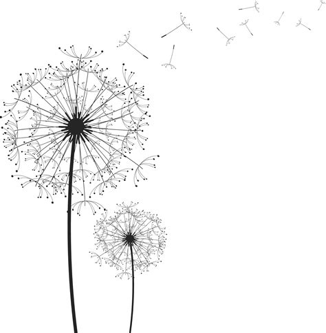 Common Dandelion Euclidean vector Clip art - Dandelion PNG png download - 1955*2000 - Free ...