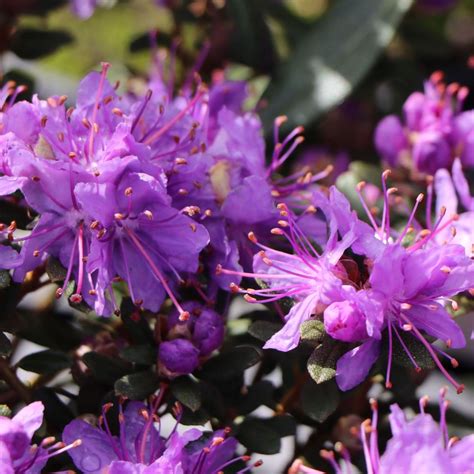 Rhododendron 'Impeditum' Evergreen Hardy Compact Garden Shrub Plant | 9cm Pot | eBay