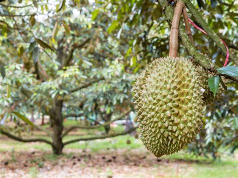 Durians on the durian tree stock image. Image of durians - 248377041