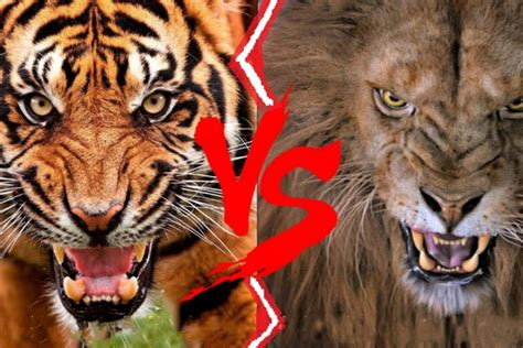 Watch: Lion vs tiger fight to death, see who wins