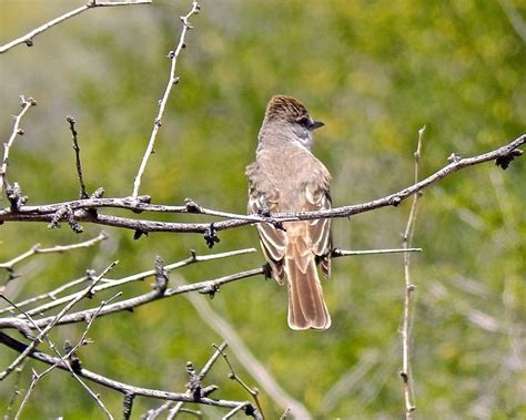 Bird in the desert | Animals, Wildlife, Bird