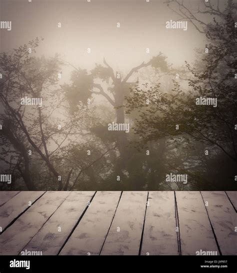 Mysterious forest in fog Stock Photo - Alamy